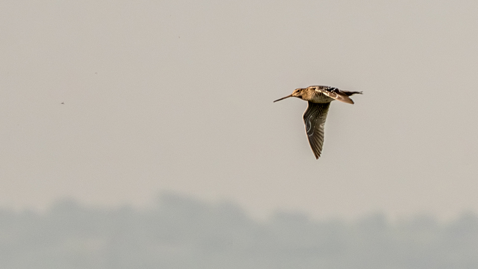 Great Snipe